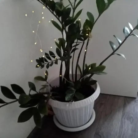 Onnerossi 아파트 *